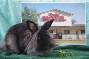 Johnny, Lionhead, Smoke, Neutered Male, Approx. 1 year